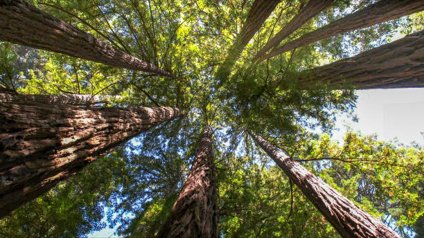 How Our Tree Care Process Works  in  Los Banos, CA