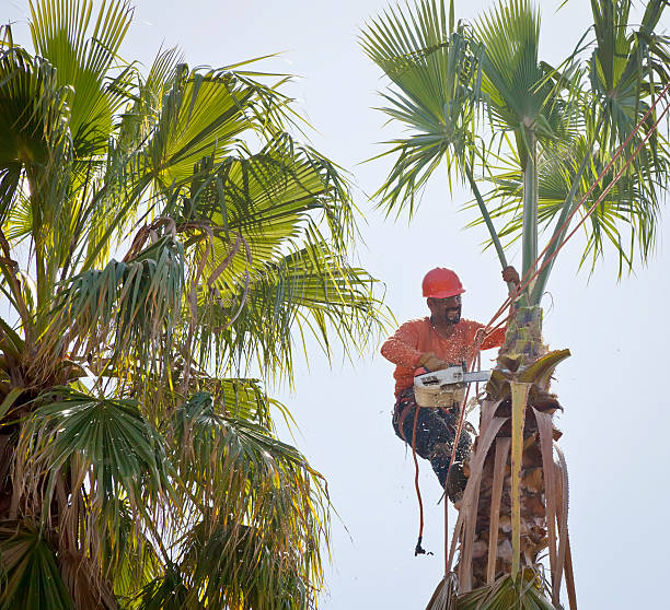 Best Utility Line Clearance  in Los Banos, CA