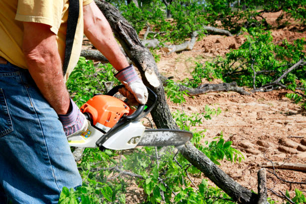 Los Banos, CA Tree Care Services Company